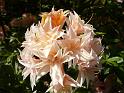 2009-05-19, Rhododendron (5)